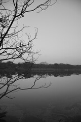 monochromatic image with polluted lake and dying plants and trees