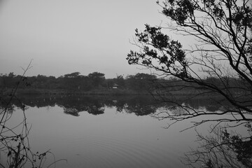 monochromatic image with polluted lake and dying plants and trees