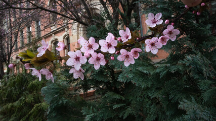 Kirschblüten in Pracht 