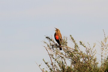 Aves posando en la Cueva de los Leones en la zona de Bahia Blanca