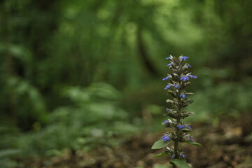 Niebieski kwiat pośród leśnych bezdroży, dąbrówka rozłogowa - obrazy, fototapety, plakaty