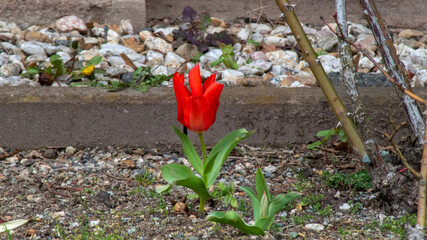 Fototapeta na wymiar kleine rote Blumen 