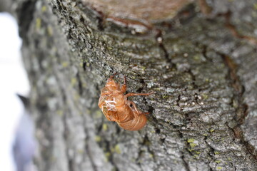 Cicada Exoskeleton on a Tree After Molting