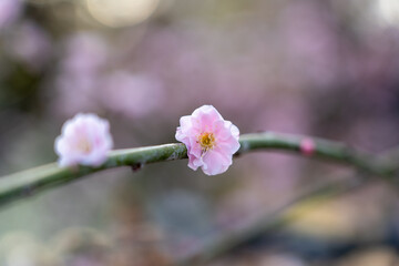 さくらの開花