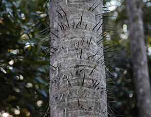 Tronco da Palmeira Macaúba - Acrocomia aculeata