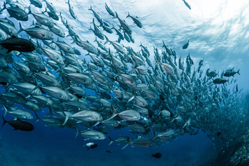 A school of bigeye trevally