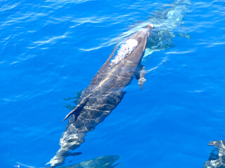 Bottlenose dolphin (Tursiops Truncatus) breaching with air bubbles, Madeira, Portugal.