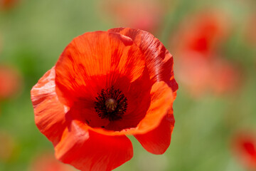 Fototapeta premium Papavero rosso su sfondo verde, effetto Bokeh
