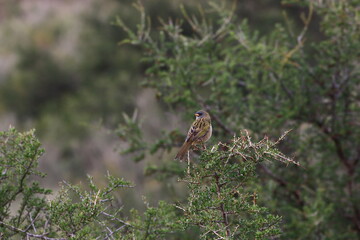 Aves posando en la Cueva de los Leones en la zona de Bahia Blanca