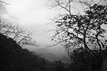 Dead plants and trees in a forest, lifeless and death depicted in monochromatic composition