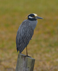 Yellow-crowned Night Heron (Nyctanassa violacea) perched on pylon, looking right, red eye, yellow and white on head,