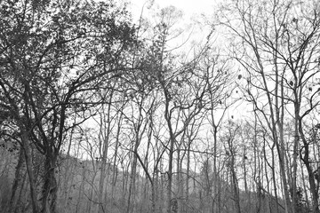 Dead plants and trees in a forest, lifeless and death depicted in black and white composition