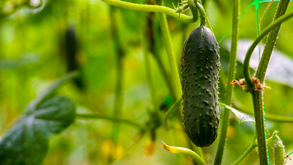 young cucumbers on a bush in a greenhouse