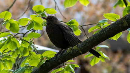 kleiner aufgeregter Vogel 