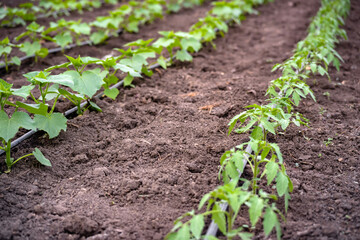 seedlings of cucumbers in a greenhouse on irrigation
