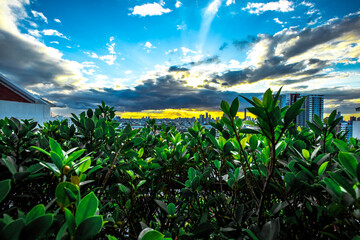 Natural background blurring of green leaves on the garden. Residents (condominiums, apartments, offices, shopping malls) are blown through all the time, natural beauty that occurs naturally.