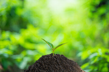 A small green tree that grows on the soil
