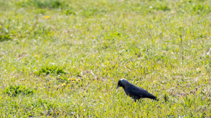 kleiner aufgeregter Vogel 