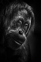 orangutan, face  close-up. Dark, black background - obrazy, fototapety, plakaty
