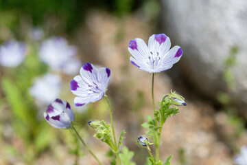 Flower of a fivespot plant, Nemophila maculata