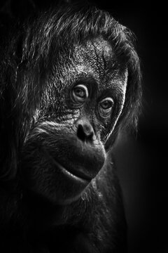 orangutan, face  close-up. Dark, black background