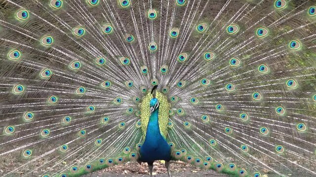 The peacock fanned out its colorful tail feathers.
