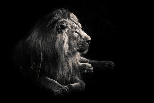 male lion with a beautiful mane impressively lies against Dark, black background.Discolored, black and white