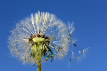 Close-up of a dandelion that has blown its umbrellas with the wind against a blue sky as a background