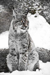 Naklejka na ściany i meble lynx of the city sits vertically in the snow. Discolored, black and white