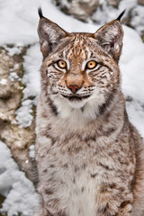 proud wild forest wildcat Lynx sits upright and looks with clear eyes.