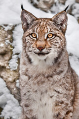 Obraz premium proud wild forest wildcat Lynx sits upright and looks with clear eyes.