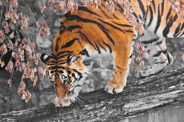  A tiger on a fallen tree against the backdrop of autumn wilted plants, the tiger is about to jump, the beautiful hair of a big wild cat - 435227479