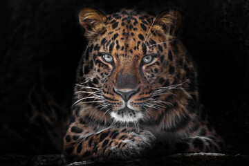 calm and confident close-up. Far Eastern leopard Dark, black background - obrazy, fototapety, plakaty