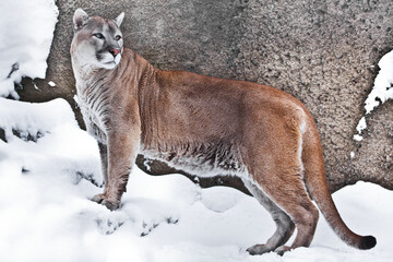  big cat Cougar in profile, against a background of rocks and snow, - 435227614