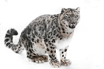 Beautifully sits and looks. snow leopardpredator in winter against the background. White background