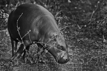 pygmy hippo (hippopotamus)  is a cute little hippo. Discolored, black and white