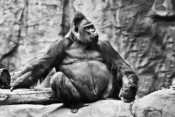 male gorilla sits on a background of stones and looks proudly. Discolored, black and white