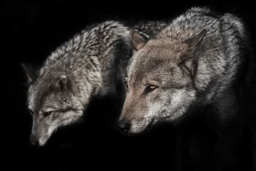 Fototapeta premium pair of wolves (husband and wife, boyfriend and girlfriend) Dark, black background.