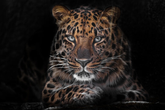  calm and confident close-up. Far Eastern leopard Dark, black background