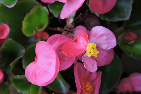 Pink wax begonia flowers and green leaves in close-up