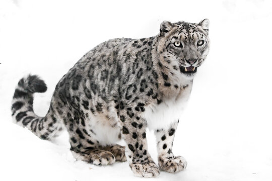 Beautifully sits and looks. snow leopardpredator in winter against the background. White background
