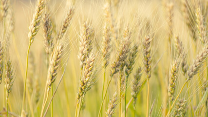 Yellow Field of Rye or Ripe Wheat Blowing by Wind in A Field, Agriculture or Farm Image, Nobody, Fixed Shooting, Food Industry