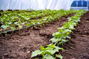 seedlings of cucumbers in a greenhouse on irrigation