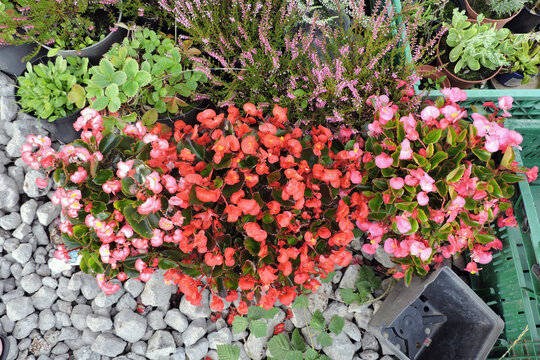 Red, Pink and white wax begonia flowers, purple common heather flowers, strawberry bushes and green leaves in close-up
