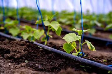 seedlings of cucumbers in a greenhouse on irrigation