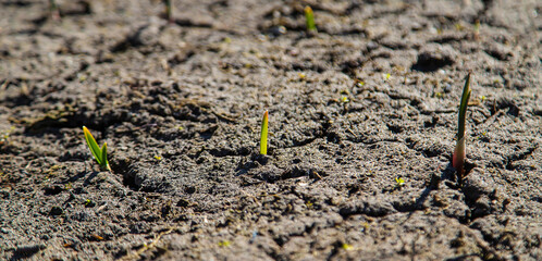 Cracked, scorched earth after drought. selective focus