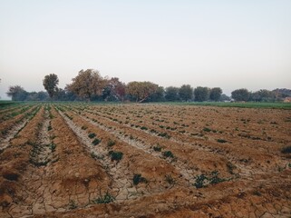 plowed field