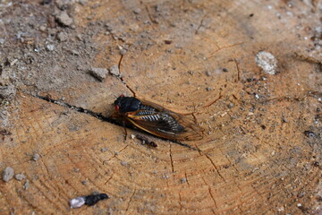 Closeup of a Cicada from Brood X on a Tree Stump May 2021