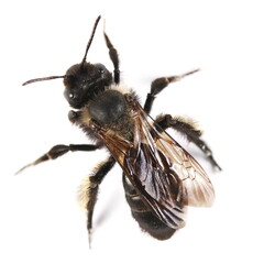 European dark bee or German black bee, (Apis mellifera mellifera) isolated on white background 