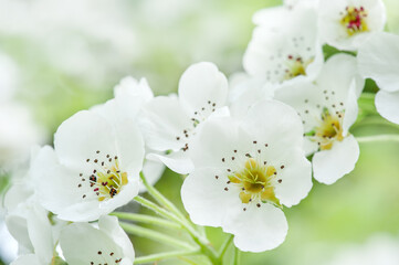 White cherry flowers on a branch close up